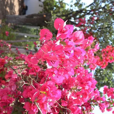 Elit Deniz 3* Palamutbuku